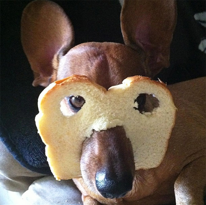 Inbread dog.