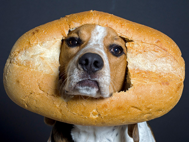 Inbread dog.