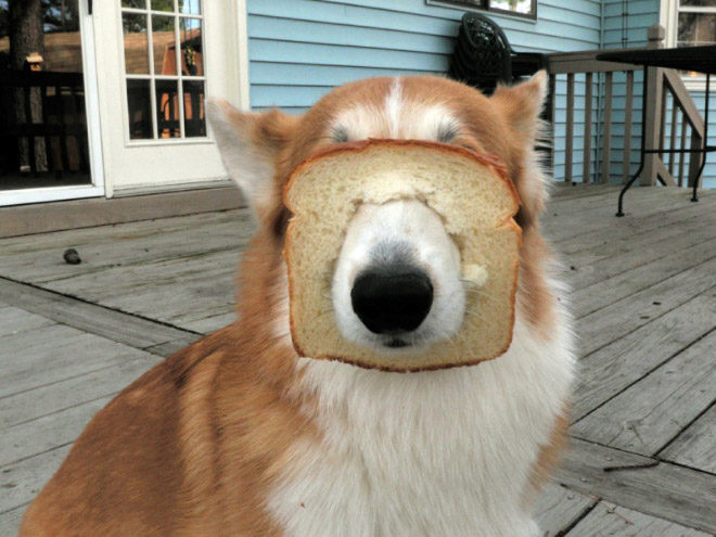 Inbread dog.