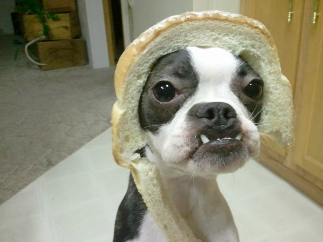 Inbread dog.