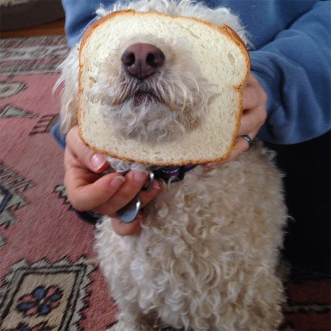 Inbread dog.