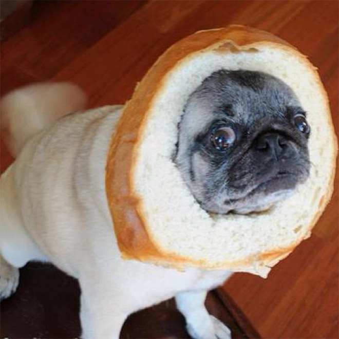 Inbread dog.