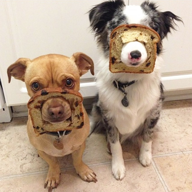 Inbread dogs.