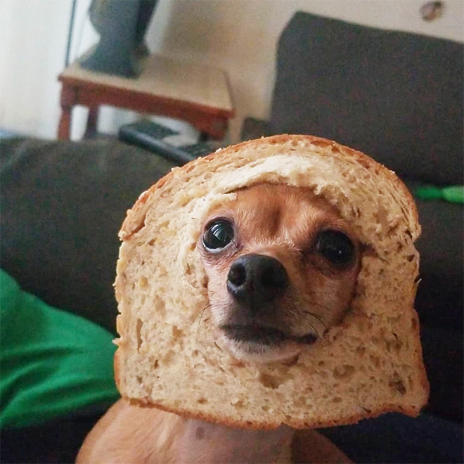 Inbread dog.