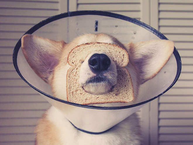 Inbread dog.