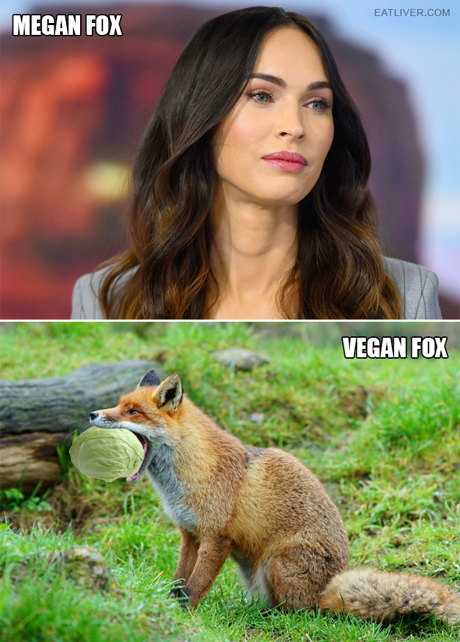 Not all foxes are the same.