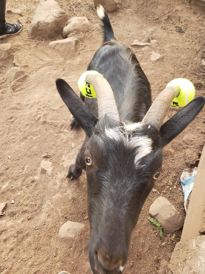 This was done to a misbehaving goat for everyone's safety.