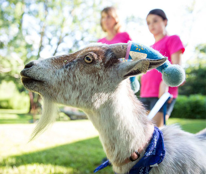 This was done to a misbehaving goat for everyone's safety.