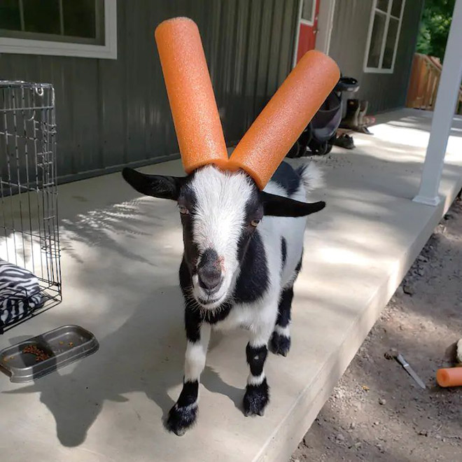 This was done to a misbehaving goat for everyone's safety.