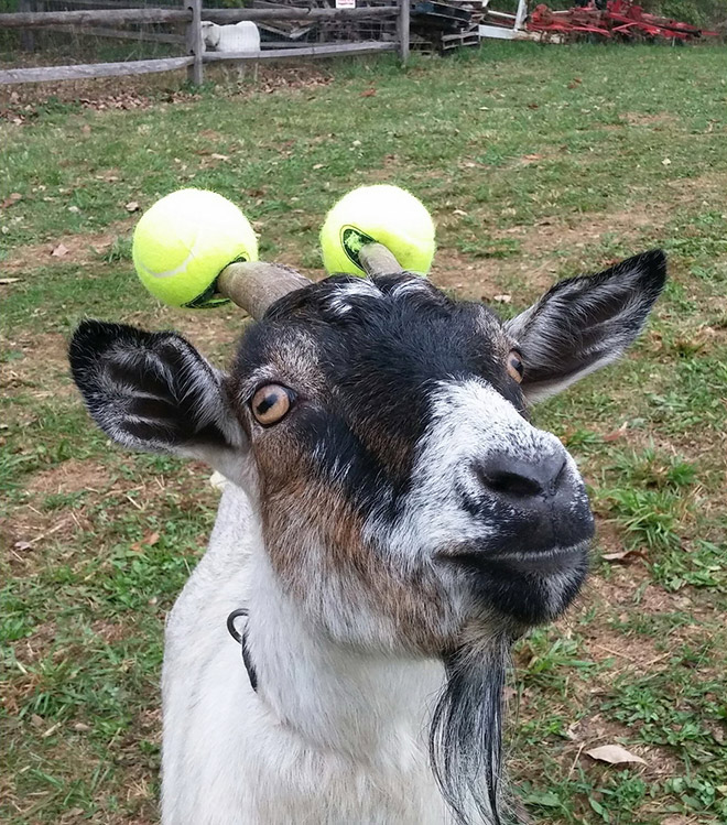 This was done to a misbehaving goat for everyone's safety.