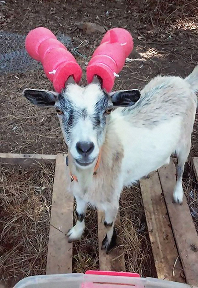 This was done to a misbehaving goat for everyone's safety.