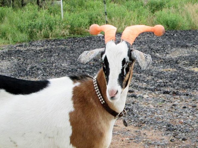 This was done to a misbehaving goat for everyone's safety.
