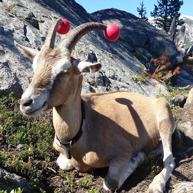 This was done to a misbehaving goat for everyone's safety.