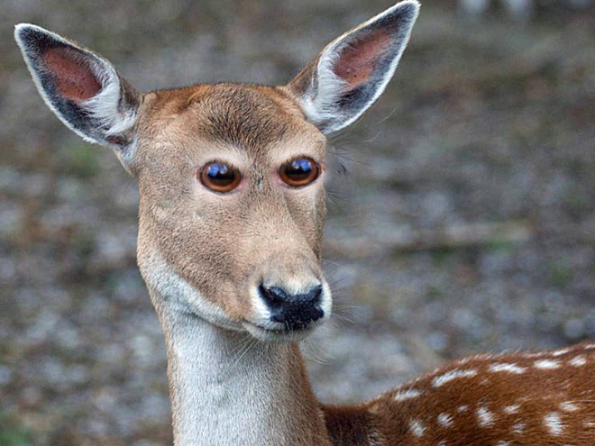 If Animals Had Eyes At The Front (Just Like Humans)