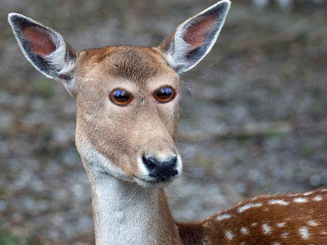 Wouldn't animals look weird with eyes at the front - like humans?