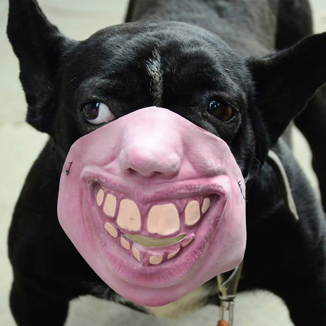 Creepy dog mask.