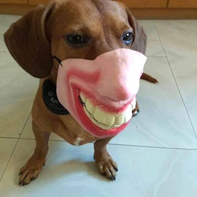 Creepy dog mask.