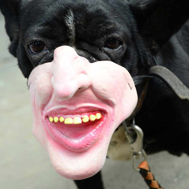 Creepy dog mask.