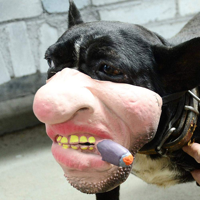 Creepy dog mask.
