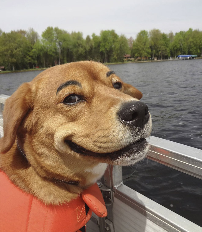 Dogs look great with makeup eyebrows.