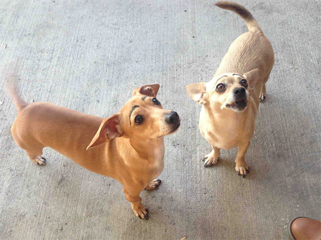 Dogs look great with makeup eyebrows.