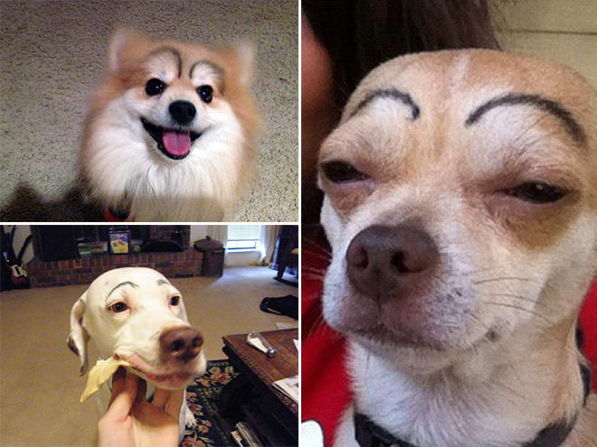 Dogs look great with makeup eyebrows.