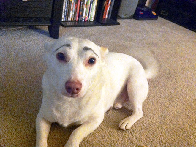 Dogs look great with makeup eyebrows.