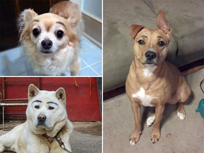 Dogs look great with makeup eyebrows.