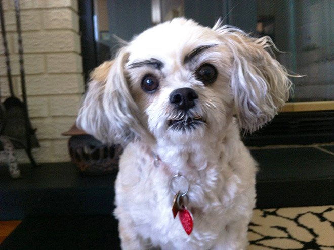 Dogs look great with makeup eyebrows.