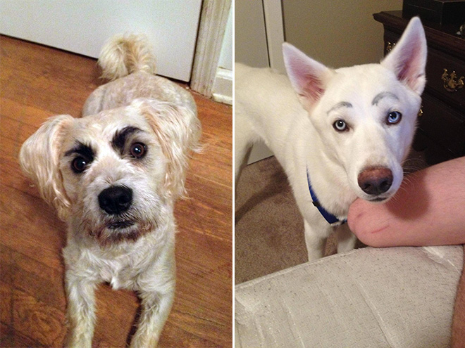 Dogs look great with makeup eyebrows.