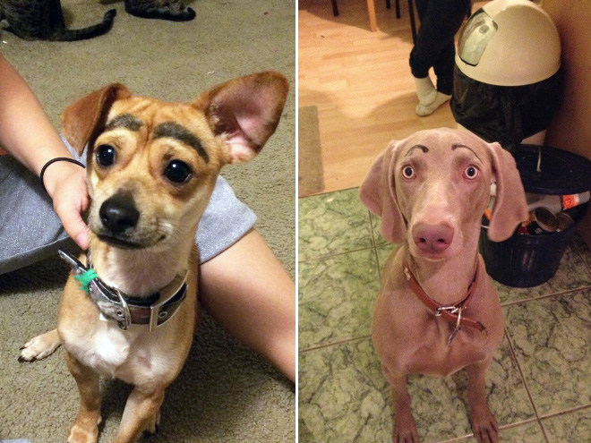 Dogs look great with makeup eyebrows.