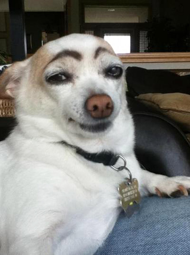 Dogs look great with makeup eyebrows.