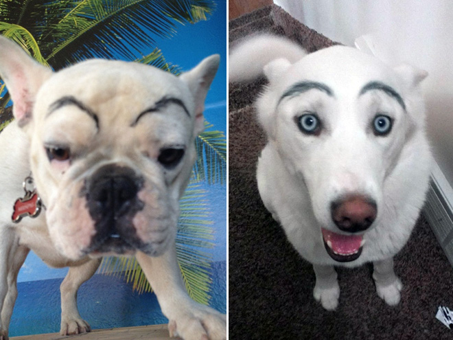 Dogs look great with makeup eyebrows.