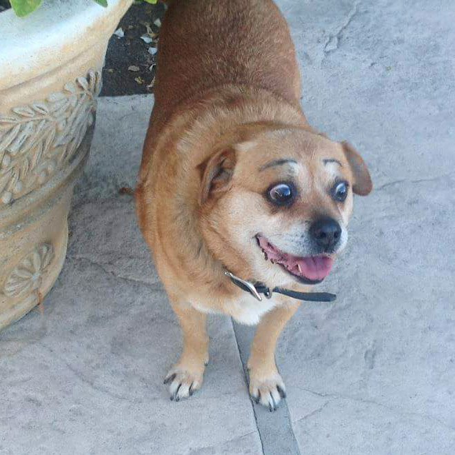 Dogs look great with makeup eyebrows.