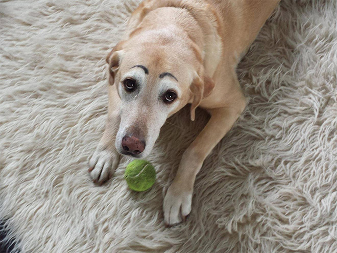 Dogs look great with makeup eyebrows.