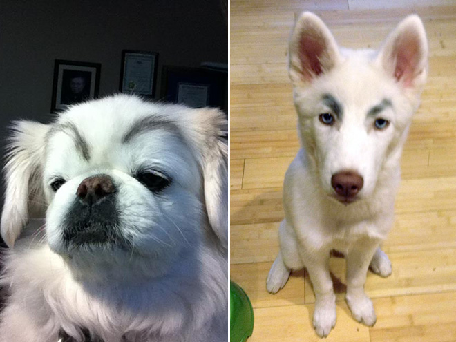 Dogs look great with makeup eyebrows.