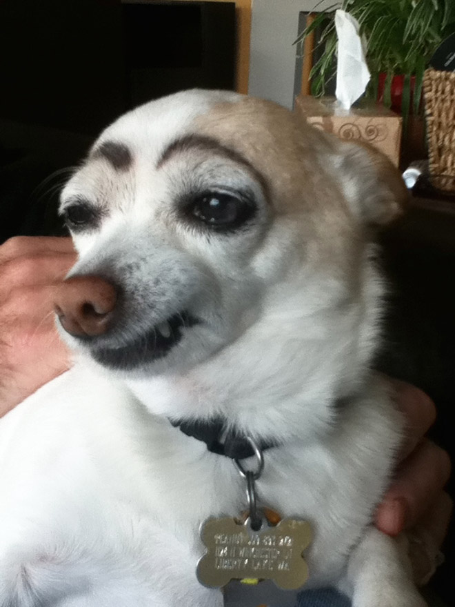 Dogs look great with makeup eyebrows.