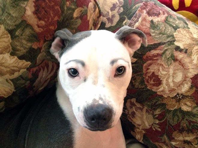 Dogs look great with makeup eyebrows.