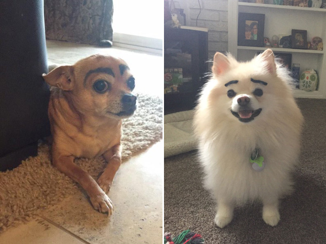 Dogs look great with makeup eyebrows.