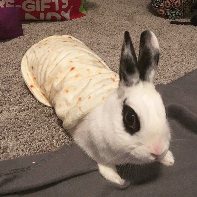 Funny blanket that looks like a burrito.