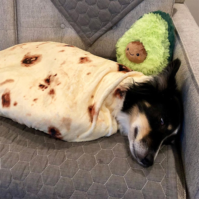 Funny blanket that looks like a burrito.