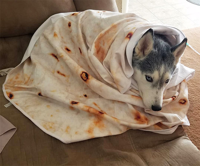 Funny blanket that looks like a burrito.