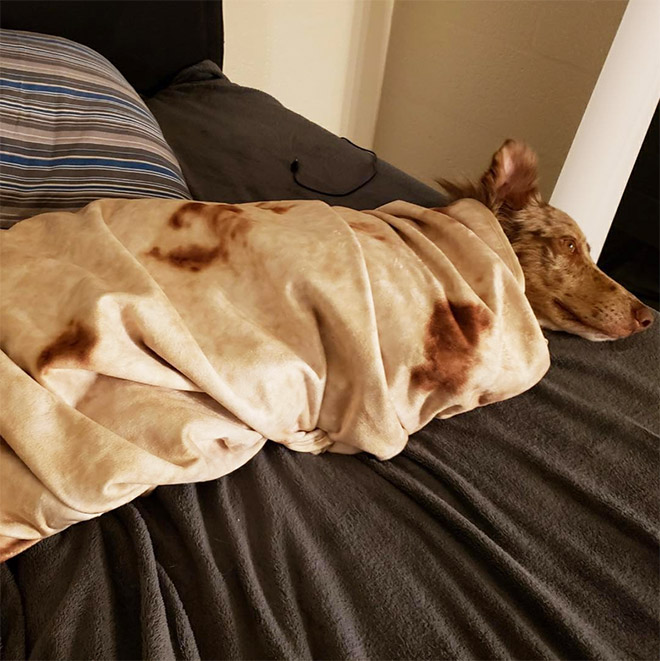 Funny blanket that looks like a burrito.