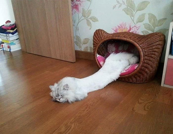 Is this cat melting?