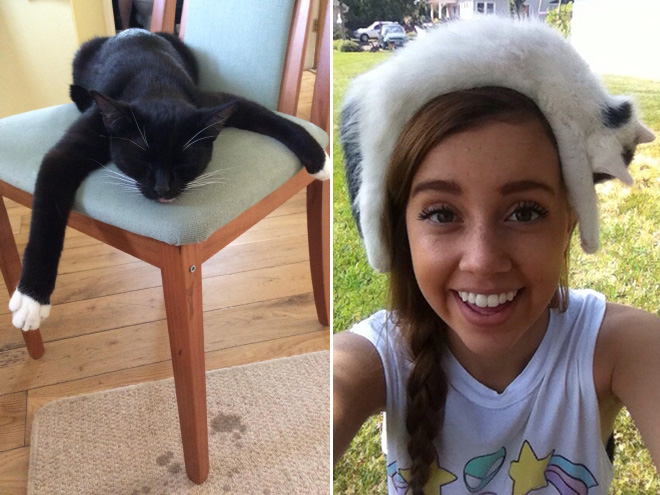 Melted cats.