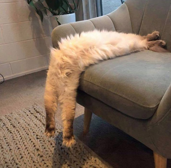 Is this cat melting?