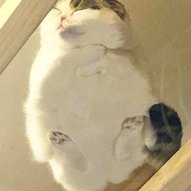 Is this cat melting?