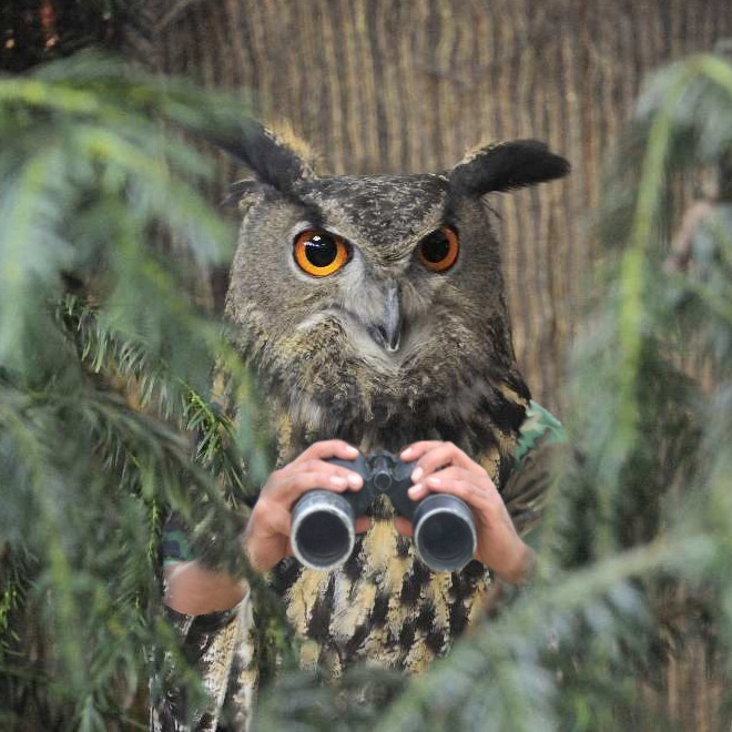 Birds look so much cooler with human arms!