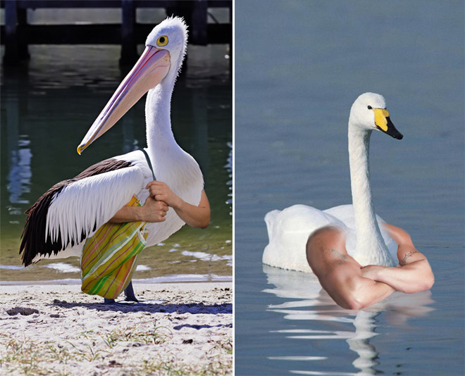 Birds look so much cooler with human arms!