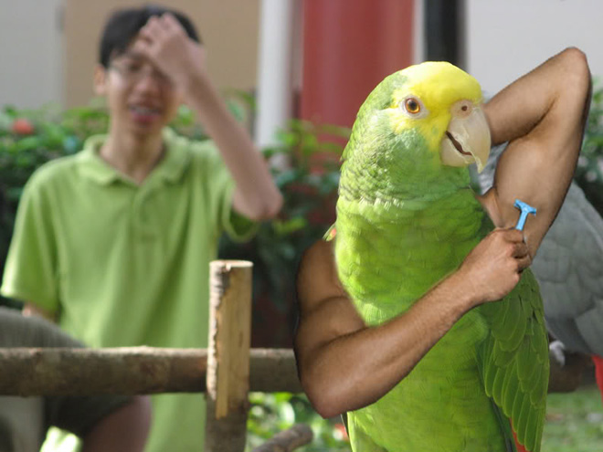 Birds look so much cooler with human arms!